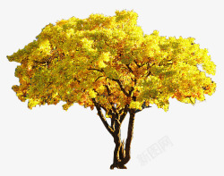胡杨黄色胡杨树高清图片