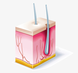 矢量发根卡通人体器官高清图片