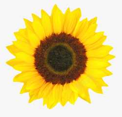 一朵大花黄色鲜艳的向日葵一朵大花实物高清图片
