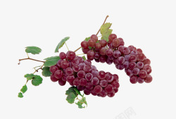 新鲜红葡萄素材