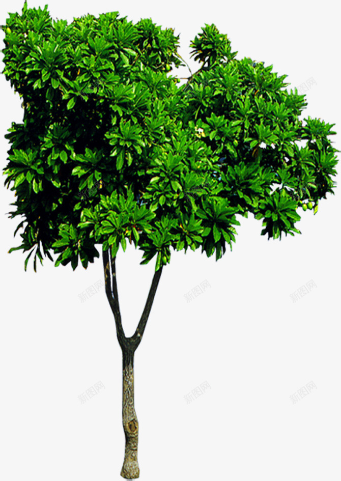 一颗绿色的小树png免抠素材_88icon https://88icon.com 一棵树 园艺 景观 树木 环保 绿色