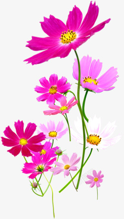 粉色清新春季花朵素材