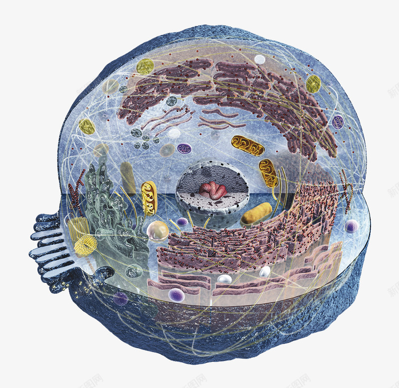 彩色细胞核结构png免抠素材_88icon https://88icon.com 3D细胞模型 动物细胞 核糖核酸 植物细胞 模型结构 横断面 细胞核 细胞膜 细胞质