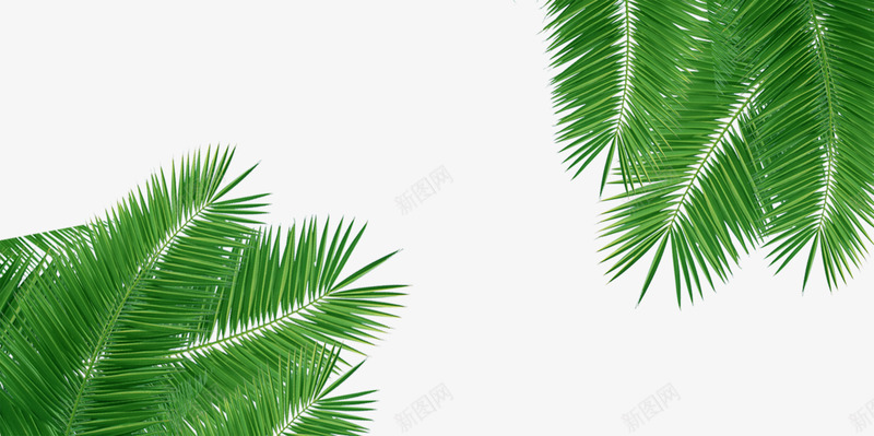 椰子树叶png免抠素材_88icon https://88icon.com 图片 夏天 夏日旅游 椰子树 素材 绿叶