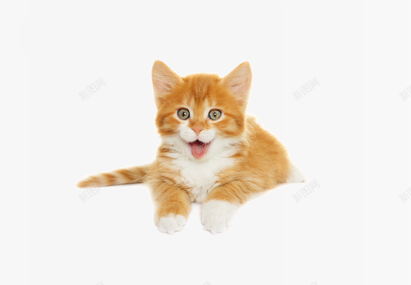 黄色毛茸茸的小猫咪摄影png免抠素材_88icon https://88icon.com 图片 摄影图片 毛茸茸 毛茸茸的小动物 肥肥的猫咪 胖胖的小猫 黄色 黄色的小猫
