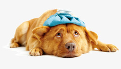 宠物店海报生病的狗狗高清图片