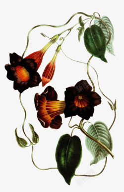 典雅的小花素材