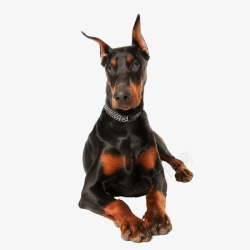 趴着的小狗素材