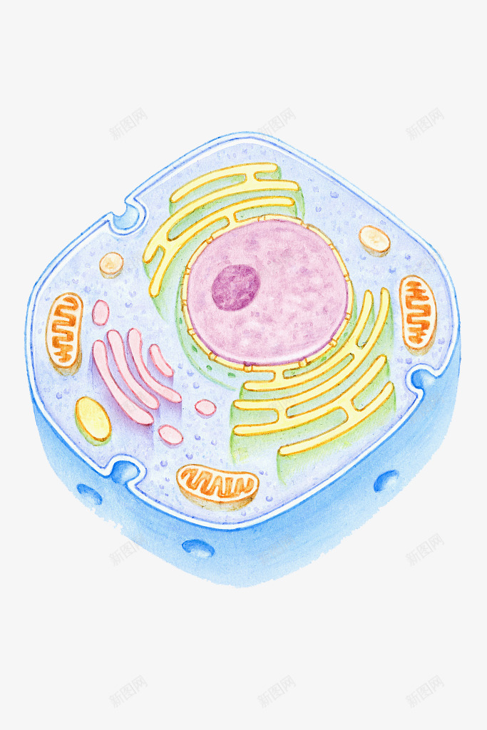 彩色细胞核结构png免抠素材_88icon https://88icon.com 动物细胞 核糖核酸 植物细胞 模型结构 横断面 细胞核 细胞膜 细胞质