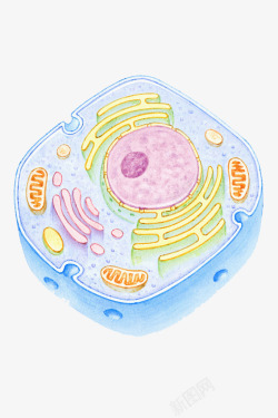横断面彩色细胞核结构高清图片