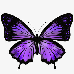 紫色钻石蝴蝶手绘蝴蝶高清图片