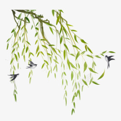 季节三只燕子和几根柳枝高清图片