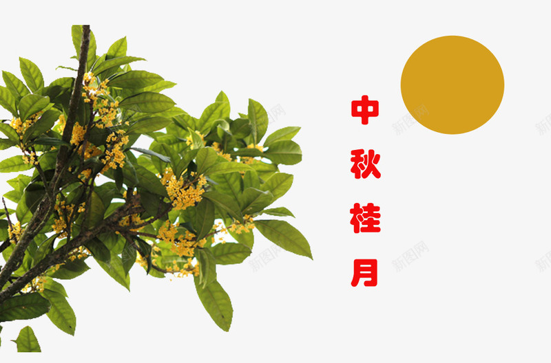 桂花茂盛png免抠素材_88icon https://88icon.com 中秋桂花 唐宋 有着悠久的历史 栽培 桂树 桂花的 盛于 种植 肉桂树