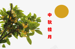 肉桂树桂花茂盛高清图片