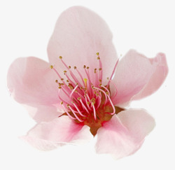 春季桃花开花粉红色素材