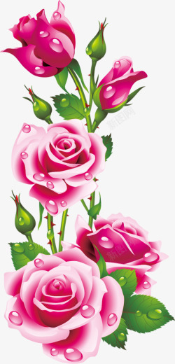 水珠娇艳粉色玫瑰花素材