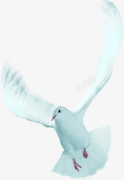 白色展翅飞翔白鸽紫色飞鸟素材