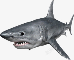 有疤痕的凶猛灰色鲨鱼素材