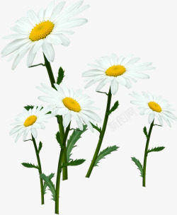春季白色雏菊装饰花朵素材