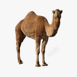 黄色沙漠动物骆驼高清图片
