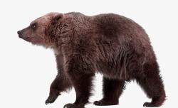 野生动物棕熊野生动物棕熊高清图片