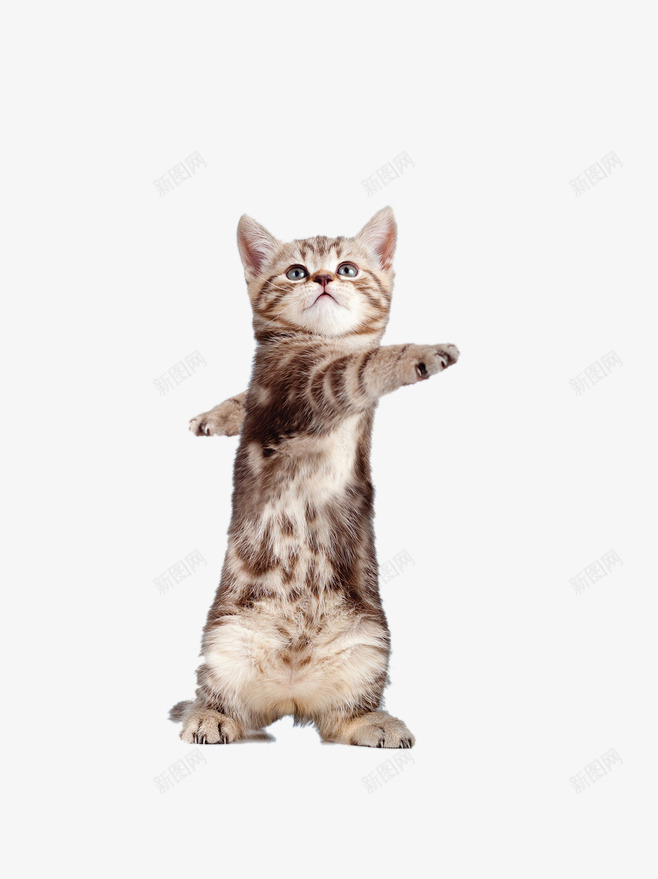 做操宠物猫png免抠素材_88icon https://88icon.com 做操 动物 宠物猫 小猫 猫咪