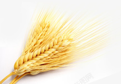 小麦麦穗麦子素材