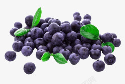 新鲜蓝莓实物图素材