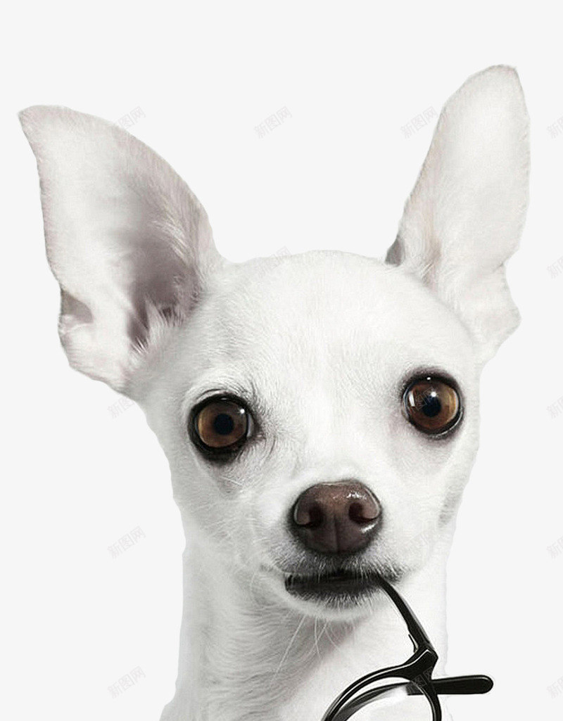 叼着眼镜的吉娃娃png免抠素材_88icon https://88icon.com 宠物狗 摄影艺术 时尚眼镜框 纯白色吉娃娃