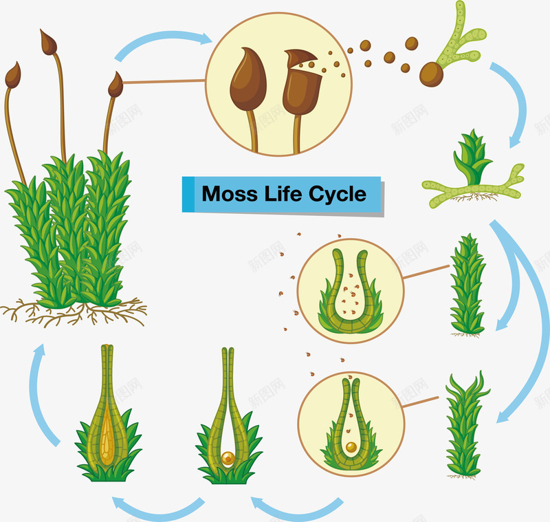 苔藓植物生命周期png免抠素材_88icon https://88icon.com 生命周期 生长过程 矢量png 自然之物 苔藓 苔藓生长