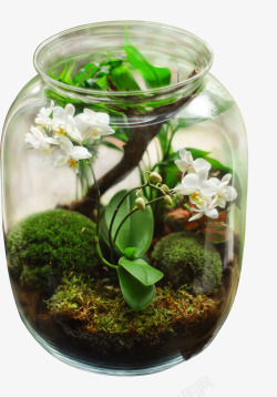 春天绿色植物玻璃罐子微景观素材