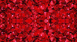 玫瑰花瓣红色背景素材