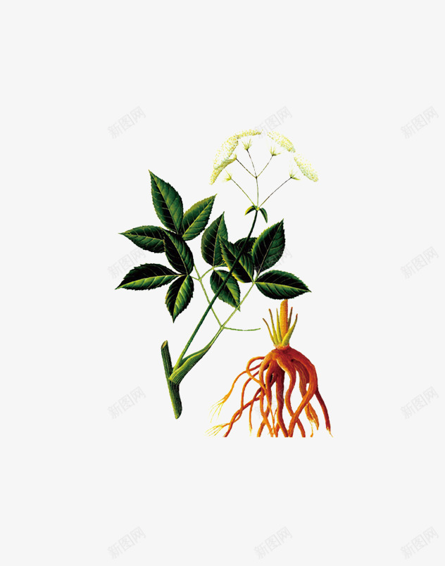 独活png免抠素材_88icon https://88icon.com 植物 独活 花草 草药 药材