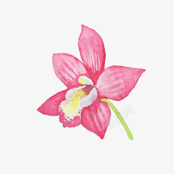 手绘水彩粉色蝴蝶兰花瓣素材