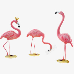 火烈鸟800x800素材