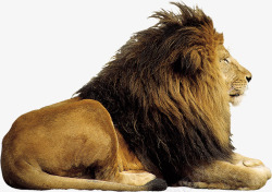 镫傛霸气的狮子高清图片