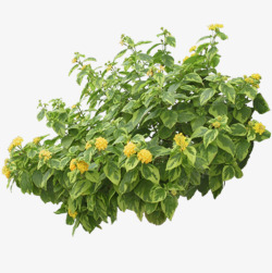 花奔绿色植物高清图片
