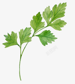 香菜叶图片绿色手绘香菜叶植物高清图片