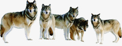 山地狼群山地狼群野狼团队高清图片