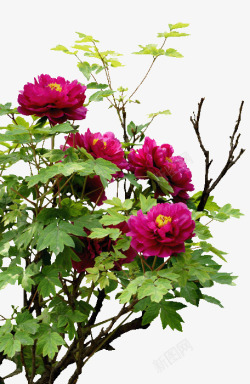 树枝绿叶粉色花朵素材