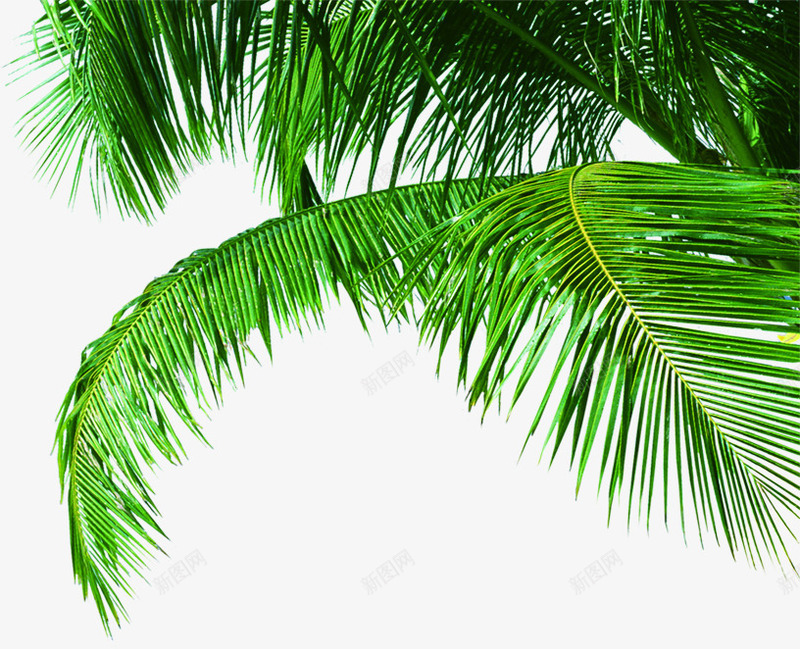 伸展的椰子树叶png免抠素材_88icon https://88icon.com 伸展 椰子树