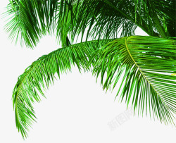 四肢伸展伸展的椰子树叶高清图片
