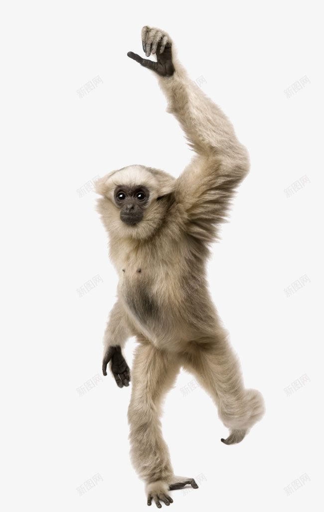举手的猿猴png免抠素材_88icon https://88icon.com 举手 动物 猩猩 猴子 猿猴 高举手臂