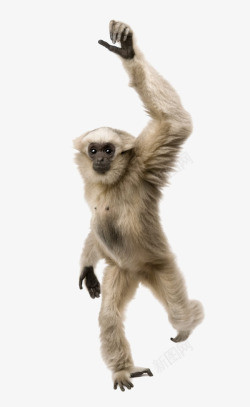 猿猴举手的猿猴高清图片