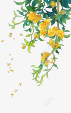 花卉分割线黄色手绘桂花高清图片