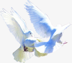 白色和平鸽成群高飞素材