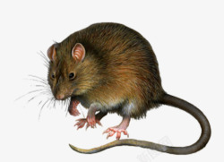 灰棕色长尾巴老鼠高清图片
