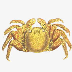 黄色螃蟹手绘画片素材