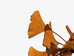 银杏树树叶背景图案素材