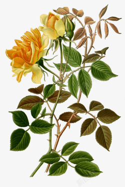 文艺清新花草海报装饰素材